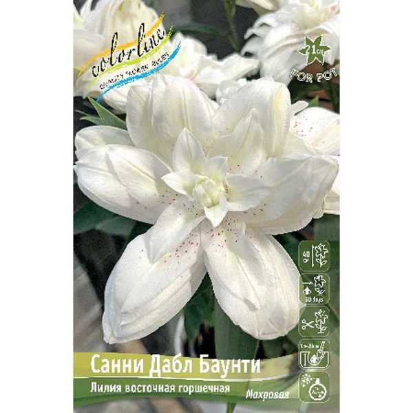 Лилия Санни Дабл Баунти 16/18 25 шт Биг-Пак 14537 