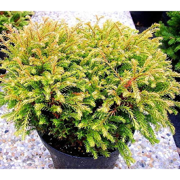 Туя Западная Голден Таффет P9