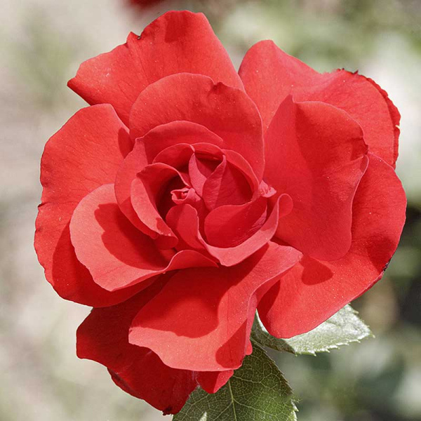 Роза шраб Паприка Садовита