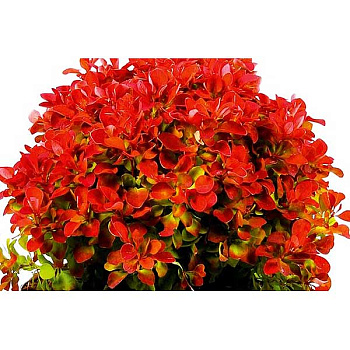 Барбарис Тунберга Руби Стар P9