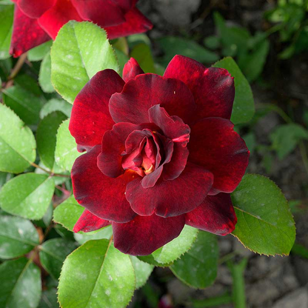 Роза чайно-гибридная Эдди Митчелл Садовита