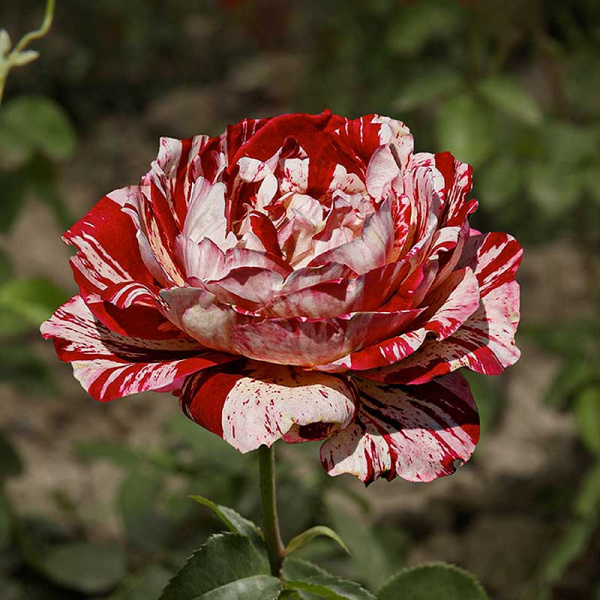 Роза флорибунда Хулио Иглесиас Садовита