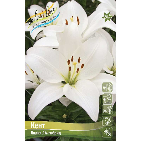 Лилия Кент 12/14 7 шт