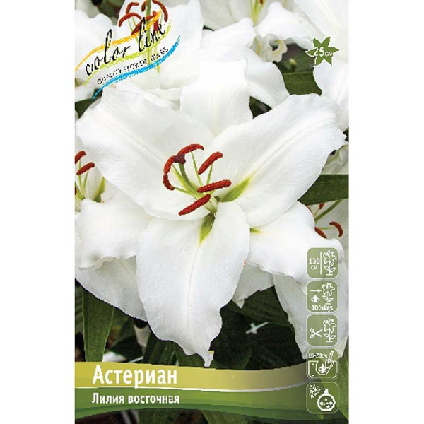 Лилия Астериан 12/14 5 шт 