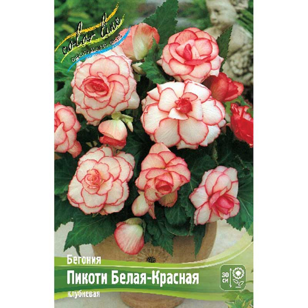 Бегония Пикоти Белая-Красная 5/6 50 шт Шоу-бокс 8869