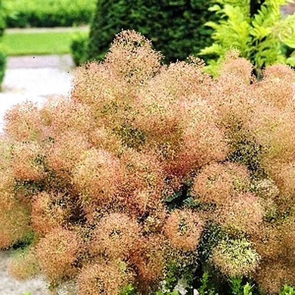 Скумпия Кожевенная Янг Леди P9