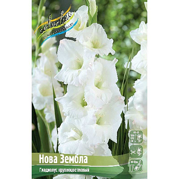 Гладиолус Нова Зембла 10/12 100 шт Шоу-Бокс 15660 