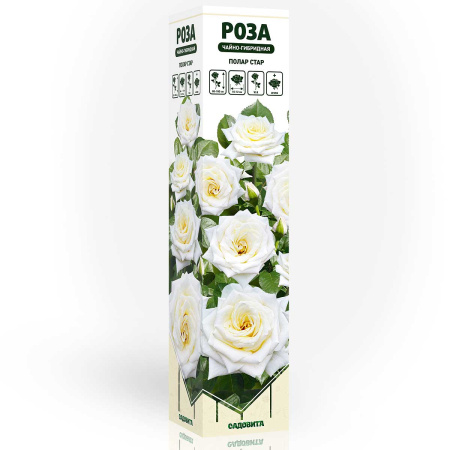 Роза чайно-гибридная Полар Стар Садовита