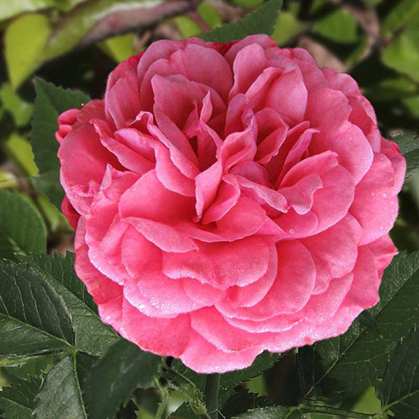 Роза плетистая Ютерсен Розенкениген Садовита