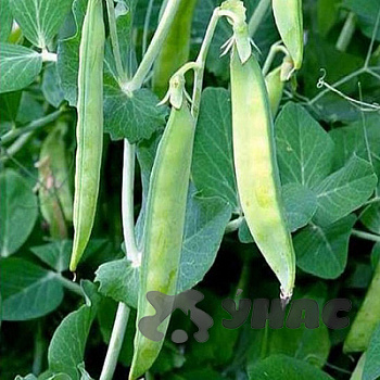 Горох Пелюшка 5 кг Зеленый уголок