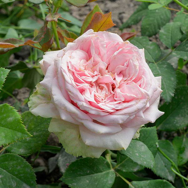 Роза чайно-гибридная Эрмоза Садовита