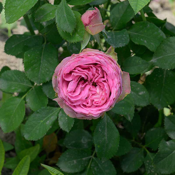 Роза спрей Блоссом баблс Садовита