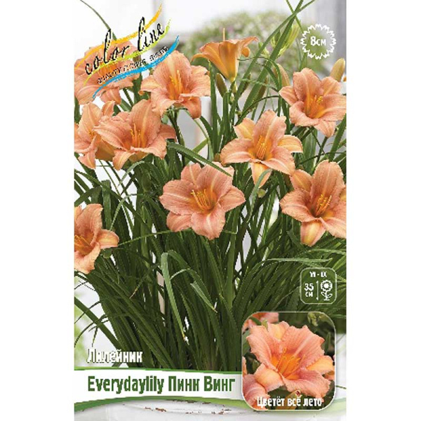 Лилейник Everydaylily Пинк Винг I 25 шт Биг-пак 2297