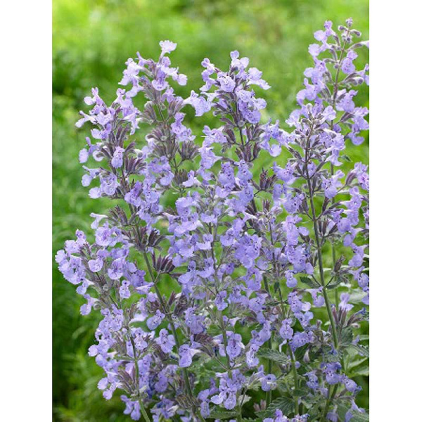 Котовник Джуниор Уолкер I 1 шт 