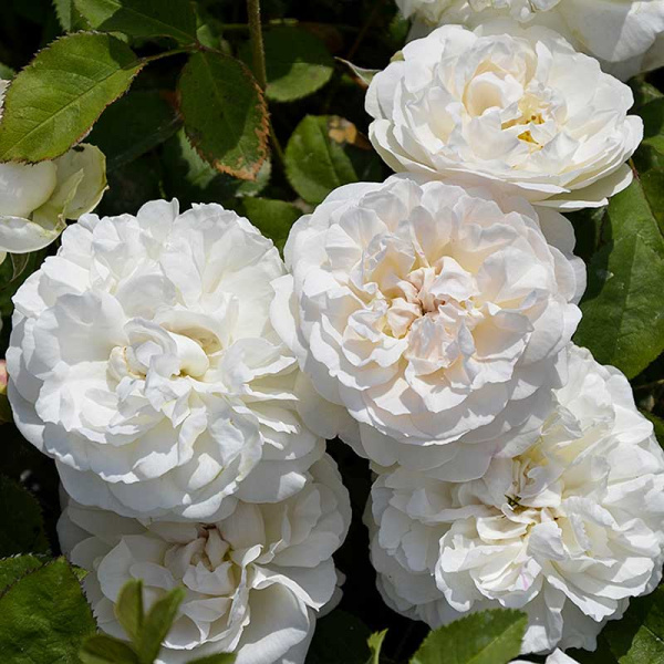 Роза шраб Винчестер Кафедрал (английская) Садовита