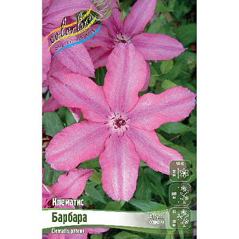 Клематис Барбара I 25 шт Биг-пак 4574
