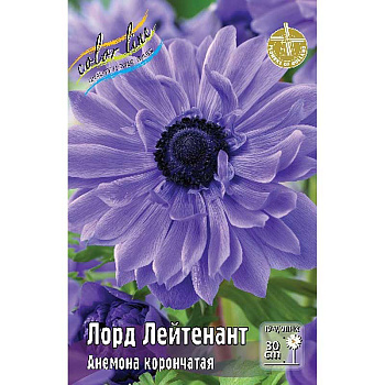 Анемона Лорд Лейтенант 5/6 10 шт