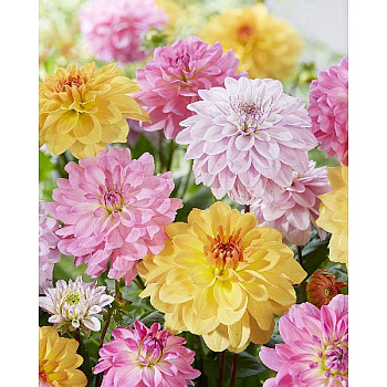 Георгина Букетная Смесь I 3 шт