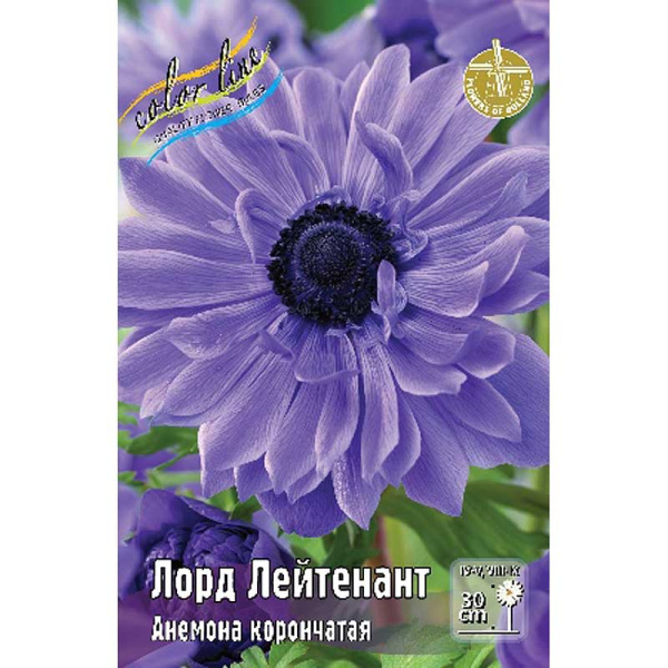 Анемона Лорд Лейтенант 5/6 10 шт