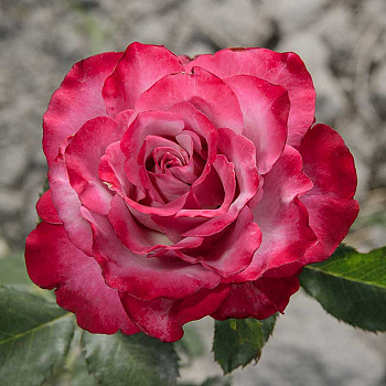 Роза чайно-гибридная Дип Перпл Садовита