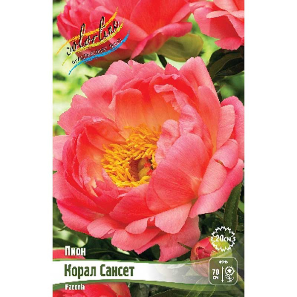 Пион Корал Сансет 3/5 n 1 шт