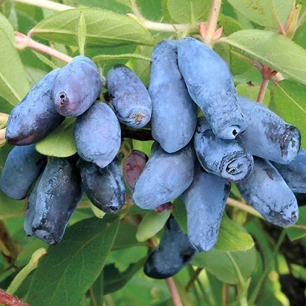 Жимолость Лазурная Садовита