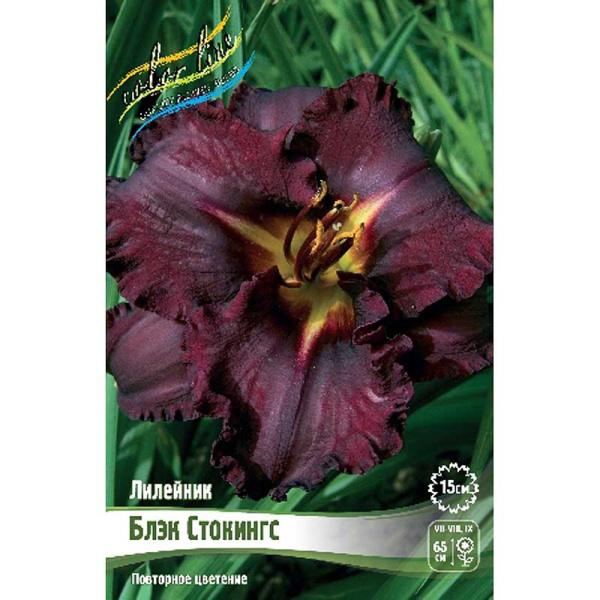 Лилейник Блэк Стокингс I 25 шт Биг-пак 1722 