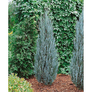 Можжевельник Скальный Блю Эрроу C2