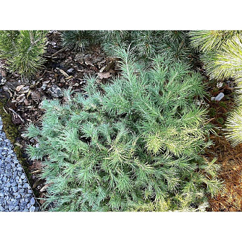 15910 Лиственница Кемпфера Литтл Машрум C3 25-30cm ,шт