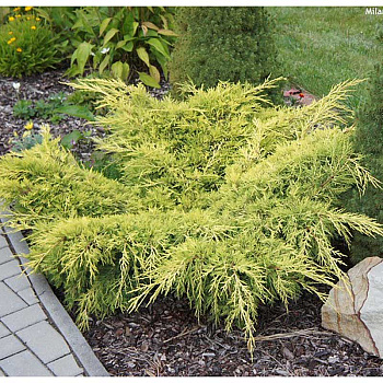 Можжевельник Средний Олд Голд P9