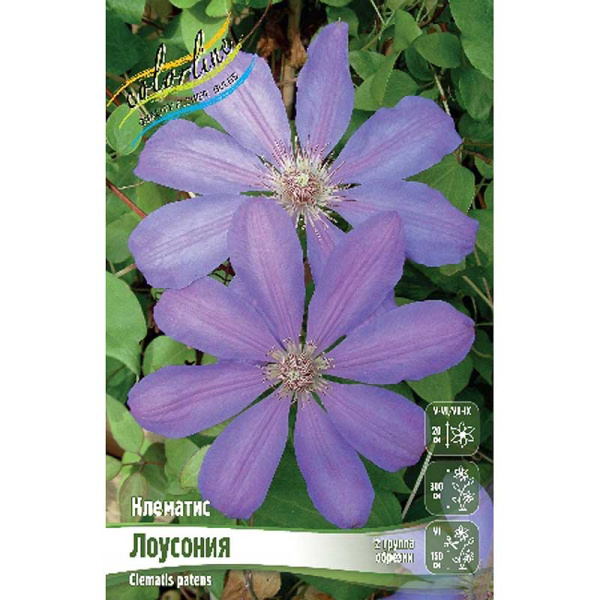 Клематис Лоусония I 2 шт