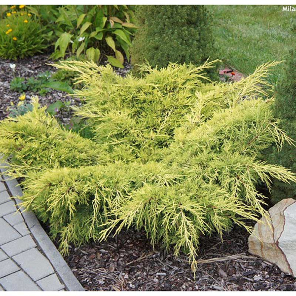 Можжевельник Средний Олд Голд P9