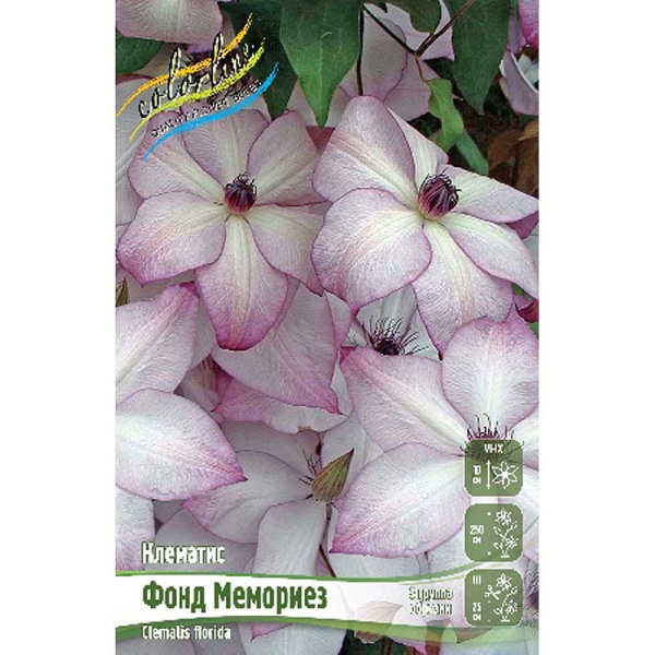 Клематис Фонд Мемориез I 25 шт Биг-пак 361 