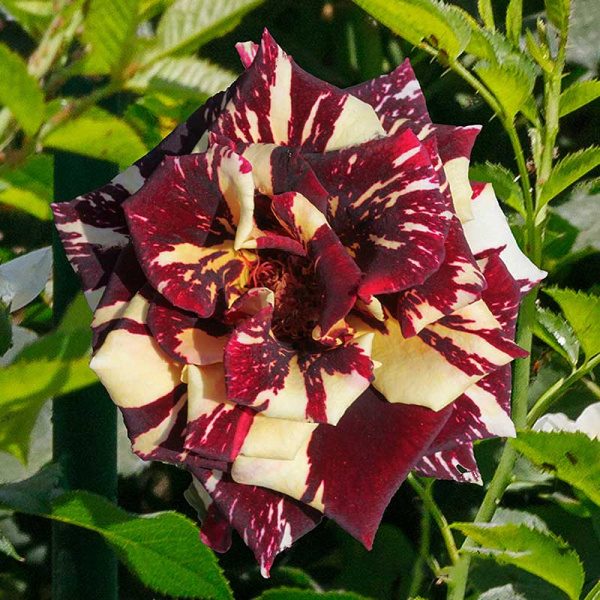 Роза плетистая Абракадабра плетистая Садовита