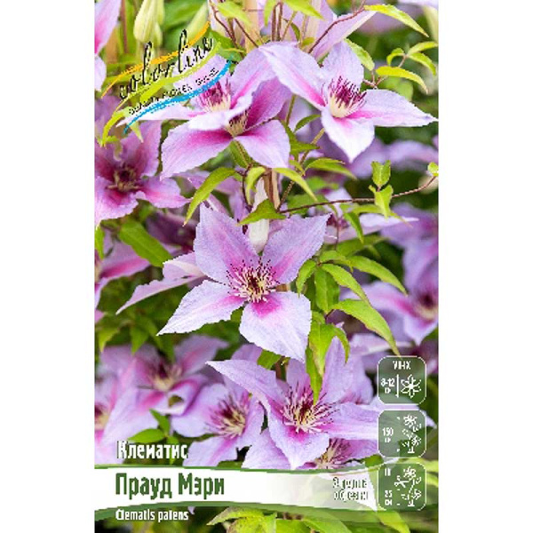 Клематис Прауд Мэри I 1 шт