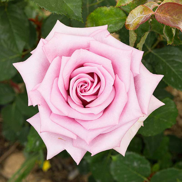 Роза чайно-гибридная Блю Мун Садовита