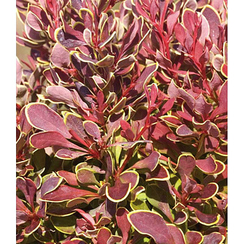 Барбарис Тунберга Голден Руби P9