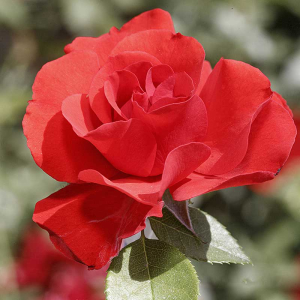 Роза шраб Паприка Садовита