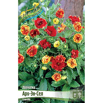 Лапчатка Арк-Эн-Сел I 1 шт