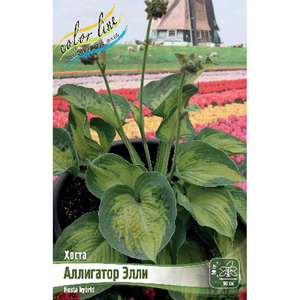 Хоста Аллигатор Элли 1 n 25 шт Биг-Пак 9380