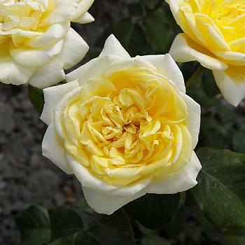 Роза шраб (английская) Грэхем Томас Садовита