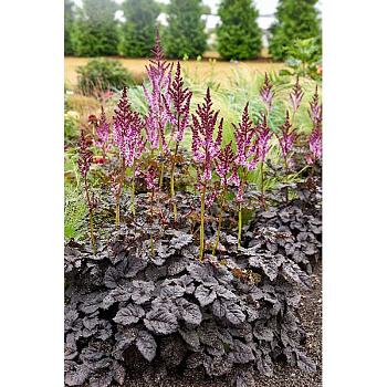 Астильба Дарксайд Оф Зе Мун I 1 шт