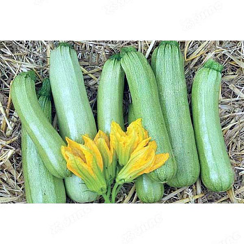 Кабачок Кавили 100шт Каприс
