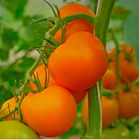 Томат Британика Престиж Ц