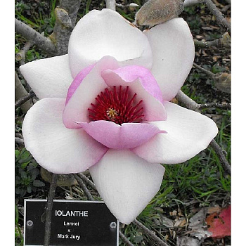 6899 Магнолия Иоланте C2 ,шт