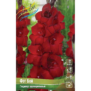 1482 Шоу-бокс Гладиолус Фэт Бой 10/12 100 шт 