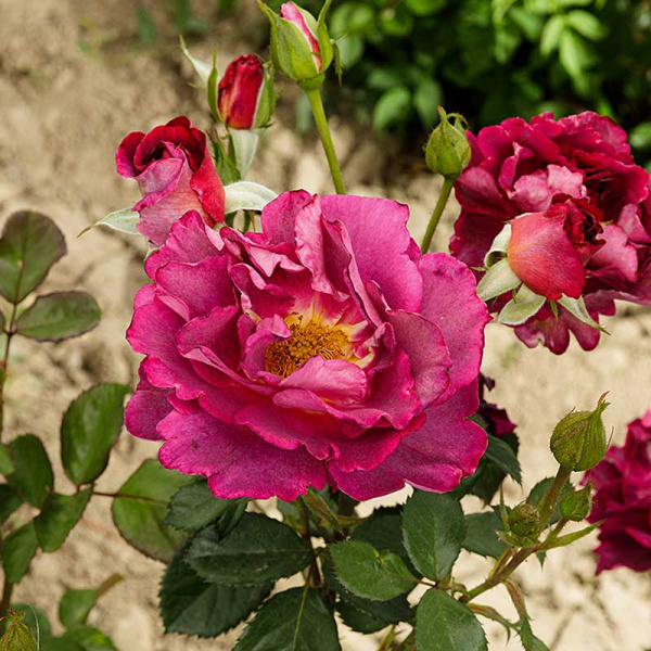 Роза плетистая Найт Аул Садовита