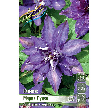 Клематис Мария Луиза I 25 шт Биг-пак 9305