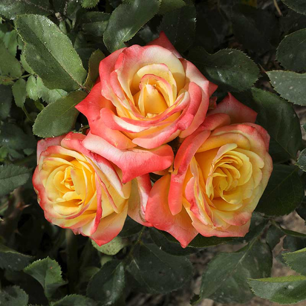 Роза Чайно-гибридная Фарфала Садовита