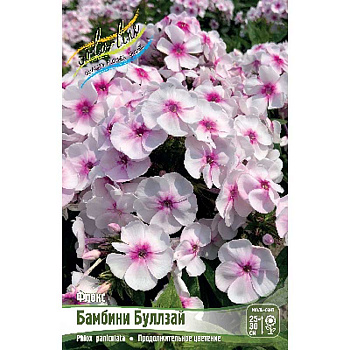 Флокс Бамбини Буллзай I 2 шт